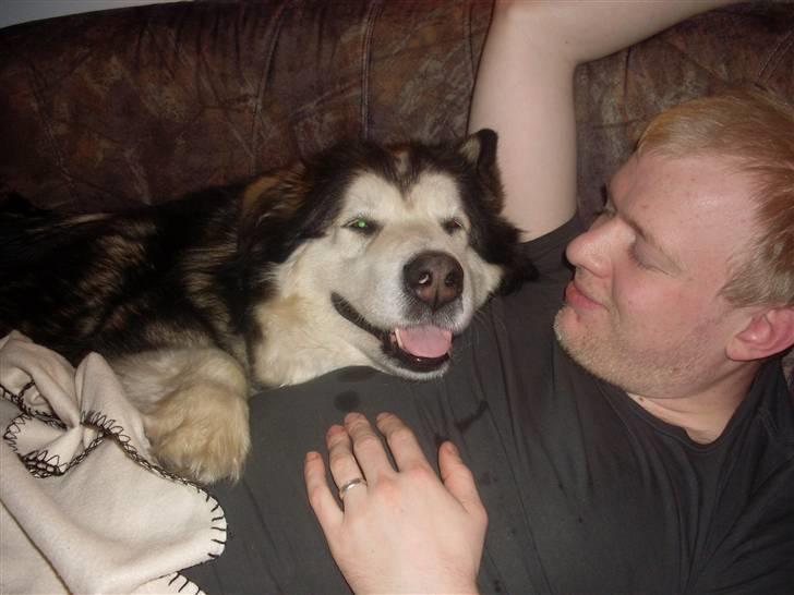 Alaskan malamute Freja  *himmelhund* - ligger lige og driller Stefan lidt billede 5