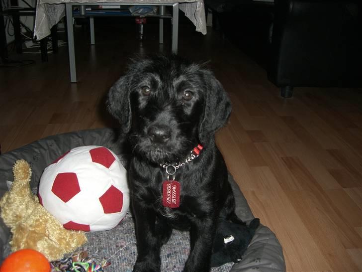 Blanding af racer Nova - Meget fotogen, men det er jo også en pige ;-) billede 2