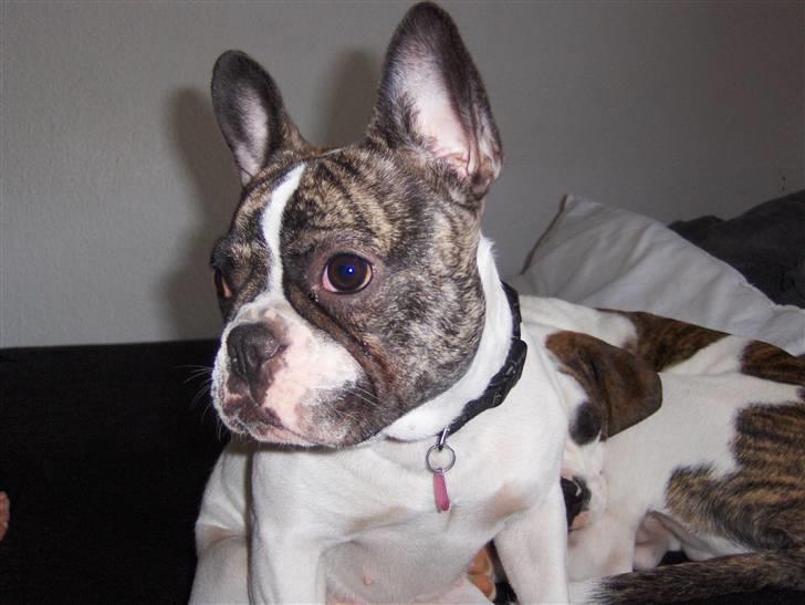 Fransk bulldog Lulu billede 17