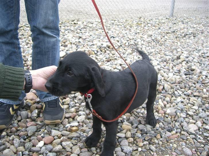 Blanding af racer Nova - Turen på vej hjem skulle vi lige holde pause, hun blev køresyg :-( billede 3