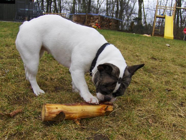 Fransk bulldog Lulu billede 18