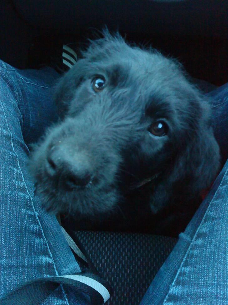 Blanding af racer Nova - En lille tur i bil, denne gang uden at blive køresyg billede 4