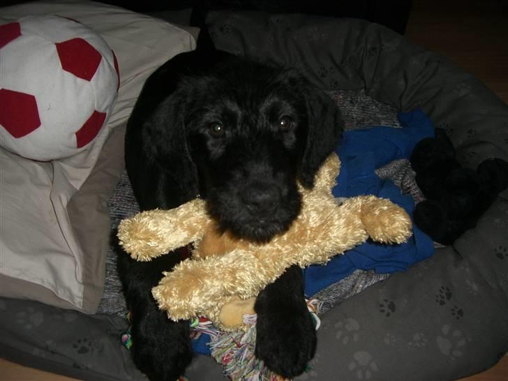 Blanding af racer Nova - En bamse er altid godt at have.. især når man skal sove.. billede 5