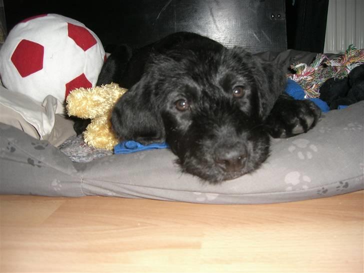 Blanding af racer Nova - Når jeg er frisk igen, skal vi så spille bold?? billede 6