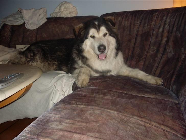 Alaskan malamute Freja  *himmelhund* - sofaen er min.... billede 6