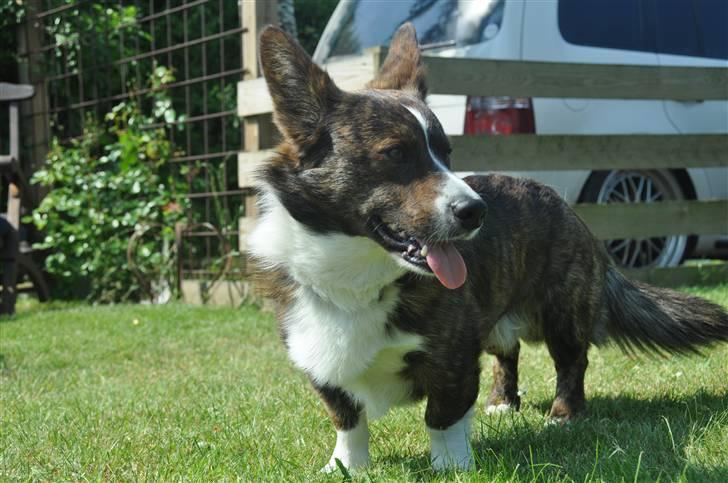 Welsh corgi cardigan albert billede 13