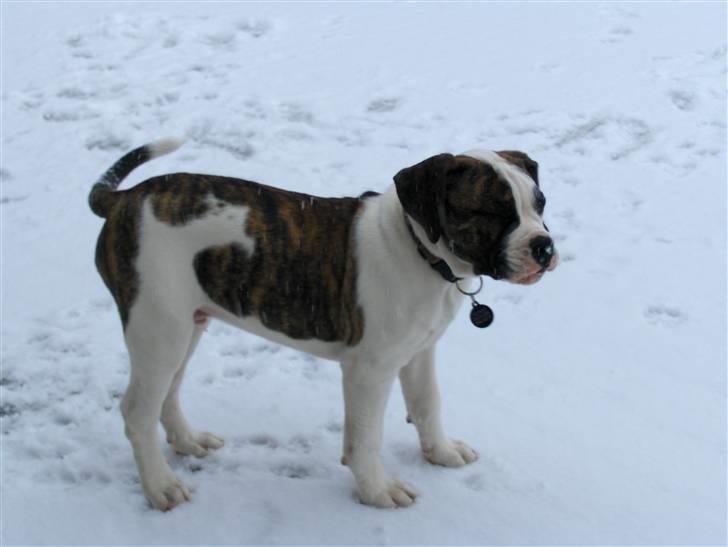 Olde english bulldogge Alfred billede 6