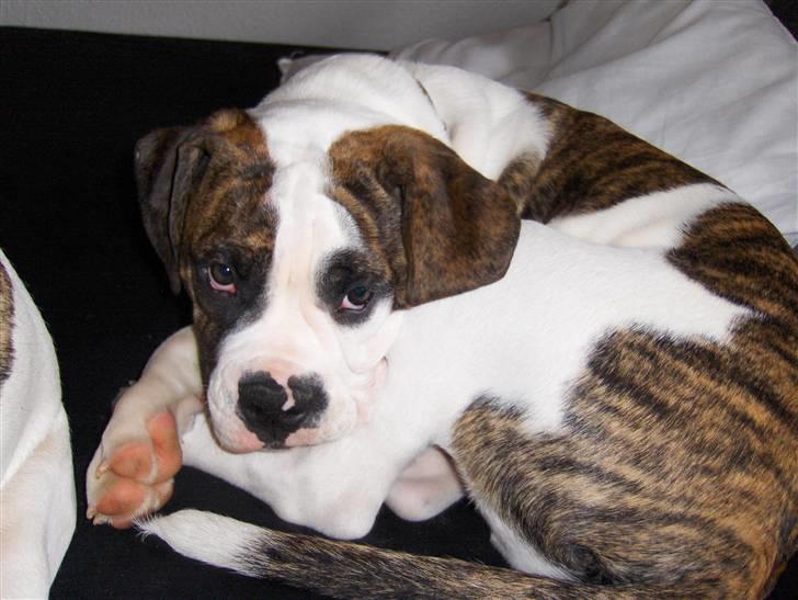 Olde english bulldogge Alfred - Det er så hårdt at være hvalp.... godt man kan snige sig til en lur i mors seng. billede 7