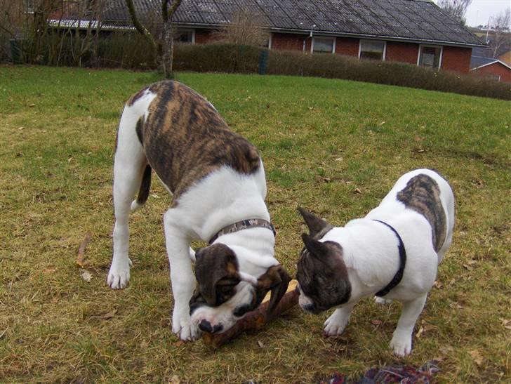 Olde english bulldogge Alfred billede 8