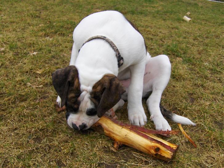 Olde english bulldogge Alfred - Den her pind er der da ikke meget smag i... hvor er kødbenene? billede 9