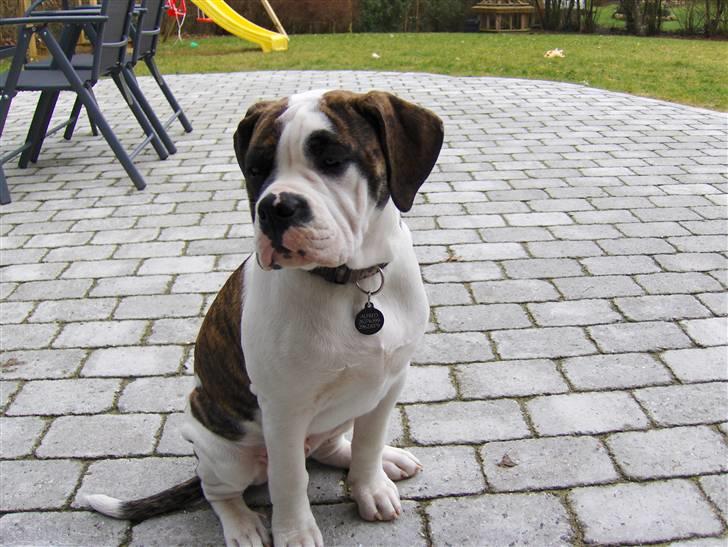 Olde english bulldogge Alfred billede 10