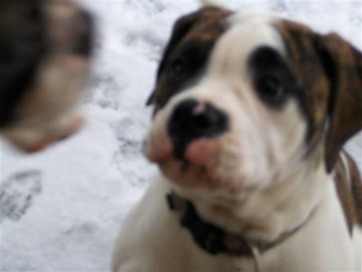 Olde english bulldogge Alfred billede 11