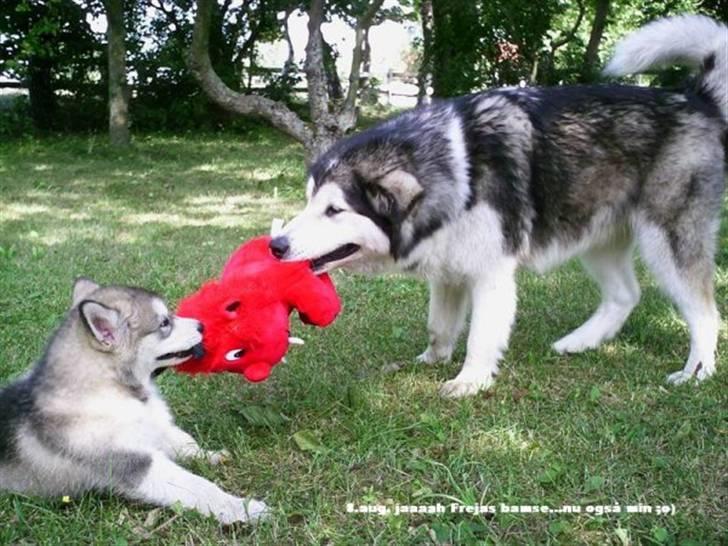 Alaskan malamute Freja  *himmelhund* - Freja og Ernie der lige kæmper om bamsen billede 7
