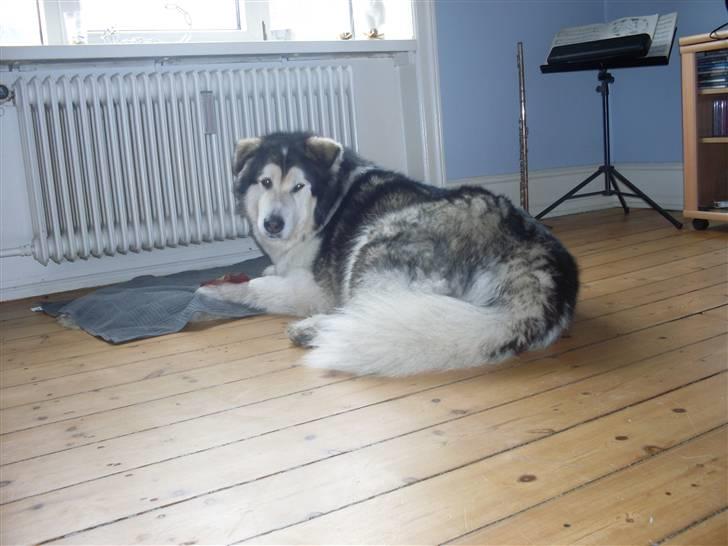 Alaskan malamute Freja  *himmelhund* - mmmhhh grise øre er det bedste :-)  billede 8