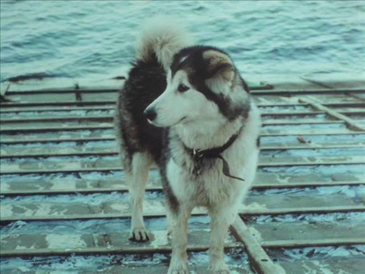 Alaskan malamute Freja  *himmelhund* - lalala hvad skal man finde på af ballade... billede 9