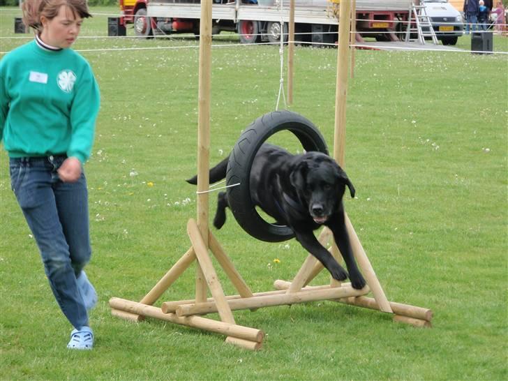 Labrador retriever Walder (Rest in Peace) - Til børne-dyreskuet i Fuglebjerg 2009 demonstrede Walder og jeg agility =) billede 10