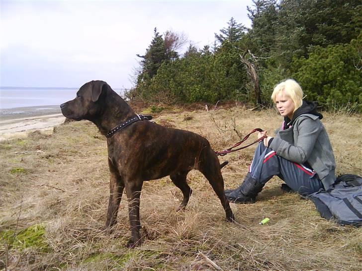 Blanding af racer Aiko billede 2