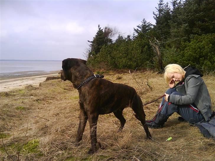 Blanding af racer Aiko billede 3