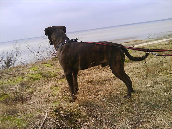 Blanding af racer Aiko billede 4