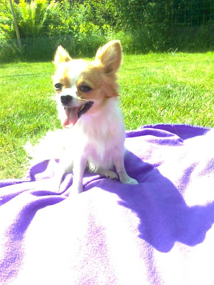Chihuahua .•:*¨¨*:•.Mille.•:*¨¨*:• billede 1