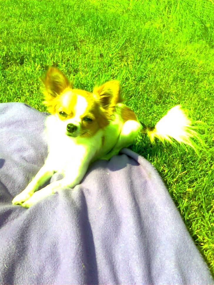 Chihuahua .•:*¨¨*:•.Mille.•:*¨¨*:• billede 2