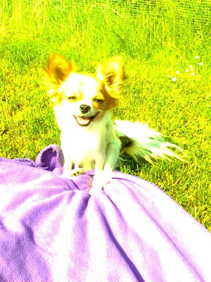 Chihuahua .•:*¨¨*:•.Mille.•:*¨¨*:• billede 3