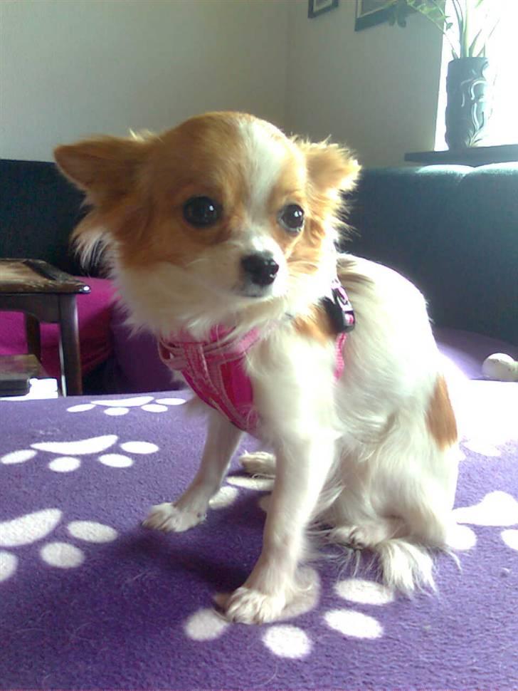 Chihuahua .•:*¨¨*:•.Mille.•:*¨¨*:• billede 4