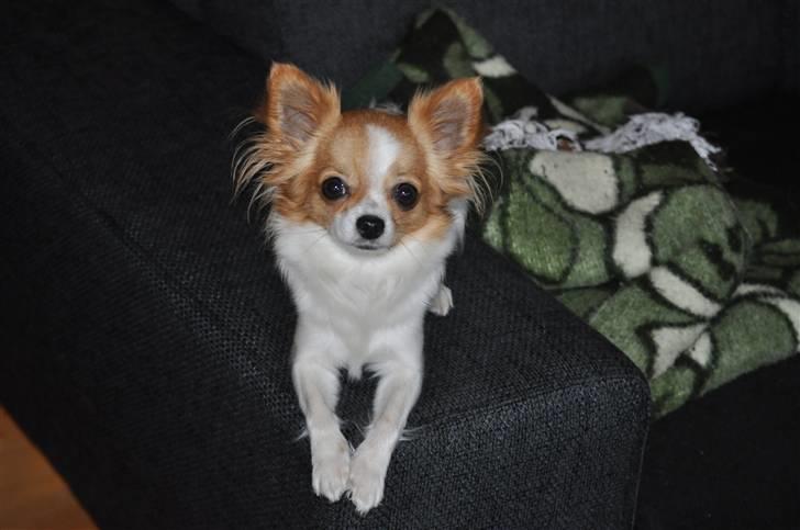 Chihuahua .•:*¨¨*:•.Mille.•:*¨¨*:• billede 5