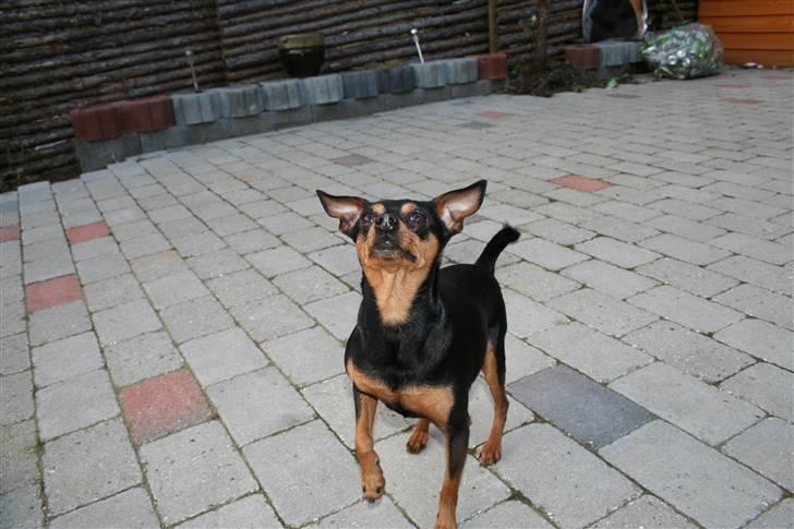 Dvaergpinscher Måns billede 4