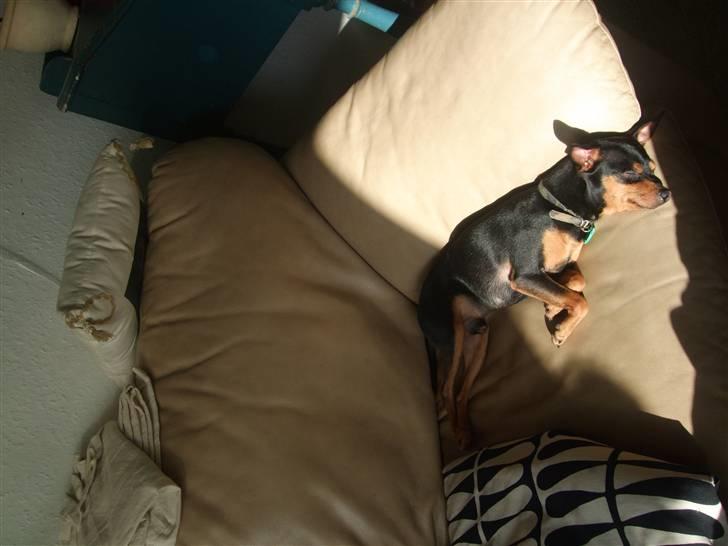 Dvaergpinscher Måns billede 5