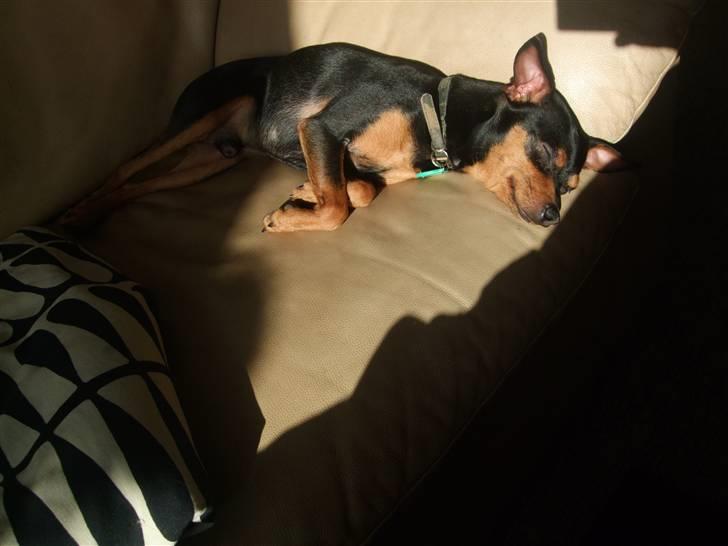 Dvaergpinscher Måns billede 6