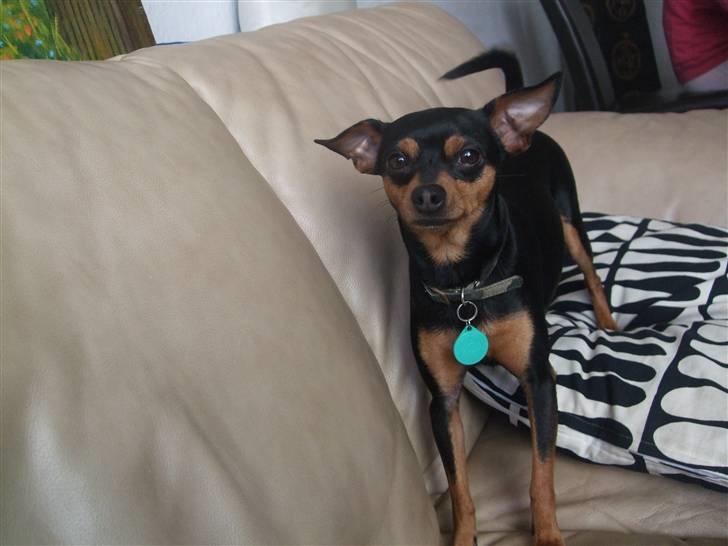 Dvaergpinscher Måns billede 7