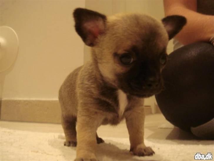 Chihuahua Charlie *LØBET VÆK* - da Charlie var helt lille bitte :)  billede 7