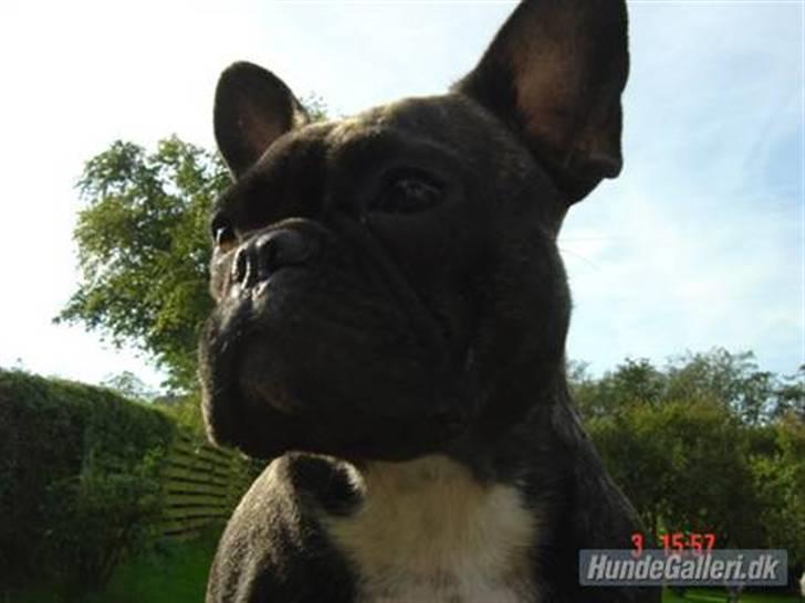 Fransk bulldog cayenne billede 1