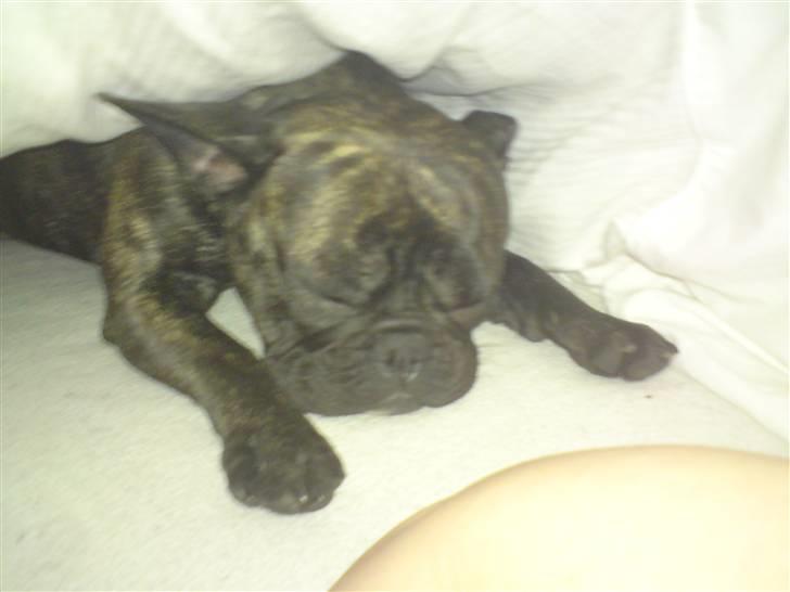 Fransk bulldog cayenne billede 2