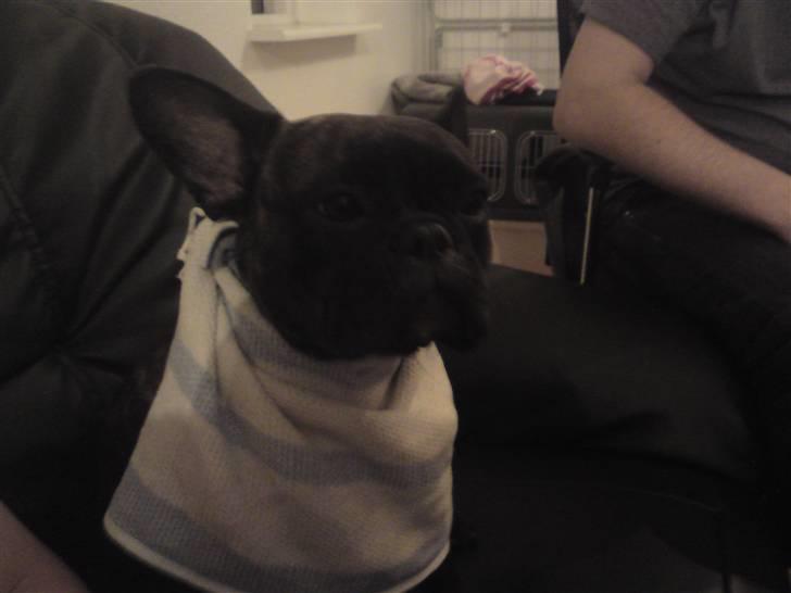 Fransk bulldog cayenne billede 3