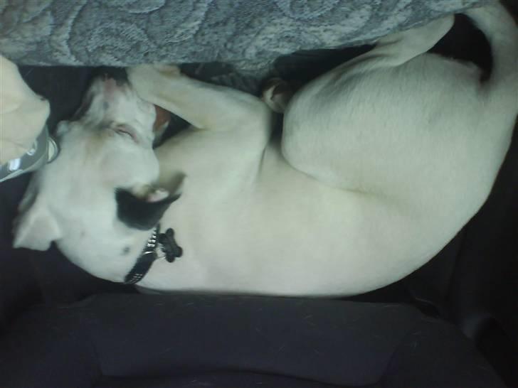 Amerikansk bulldog Coda  *solgt* - Så sover han trygt nederste i bilen på vej i sommerhus billede 5