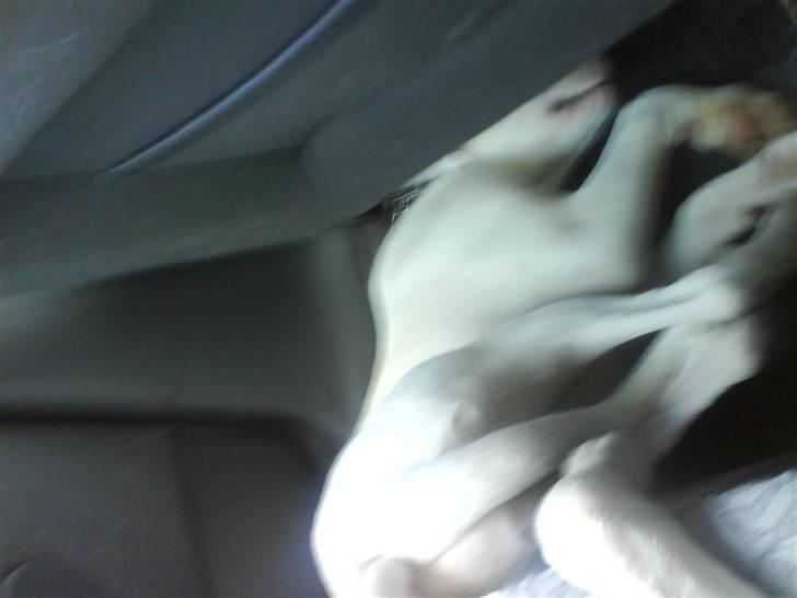 Amerikansk bulldog Coda  *solgt* - jaaa...sådan kan man jo også sove hehe billede 6