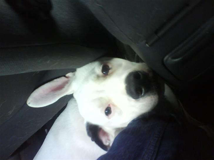 Amerikansk bulldog Coda  *solgt* - Hej mor jeg er lige vågnet :D billede 7