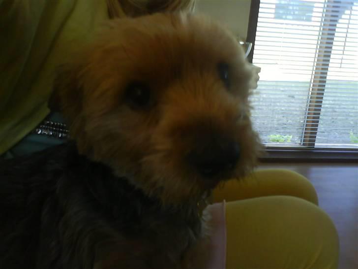 Yorkshire terrier Kurt billede 1