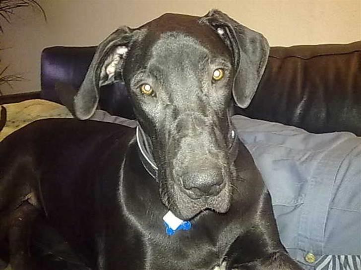 Grand danois hermann - er jeg ikke smuk billede 3