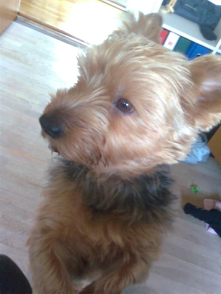 Yorkshire terrier Kurt billede 2