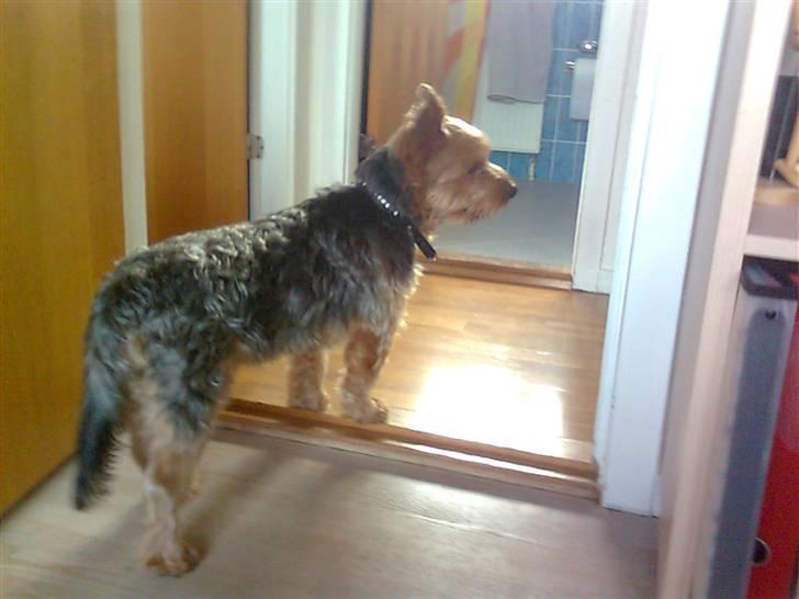 Yorkshire terrier Kurt billede 3