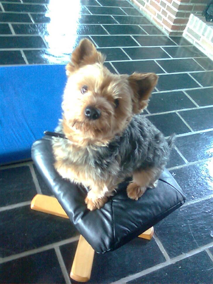 Yorkshire terrier Kurt billede 4