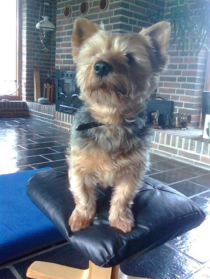 Yorkshire terrier Kurt billede 5