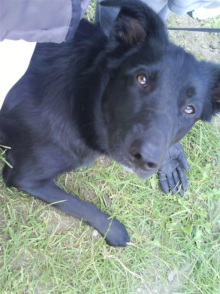 Blanding af racer Ziggi (Lille cirkus tøs<3 - velkommen til Ziggi´s profil sjek billederne ud og teksen :D Her sidder hun UNDER en stol og kigger på at jeg rider :D Fotograf : Mor  billede 1