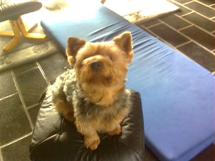 Yorkshire terrier Kurt billede 6