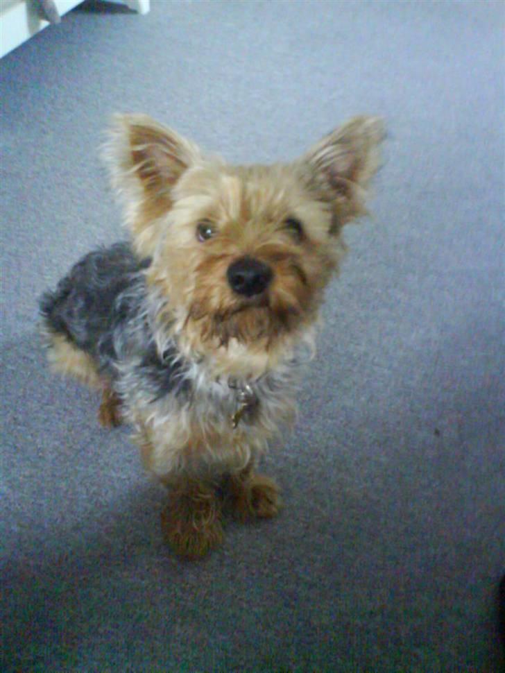 Yorkshire terrier Kurt billede 7