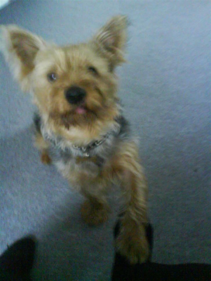 Yorkshire terrier Kurt billede 8
