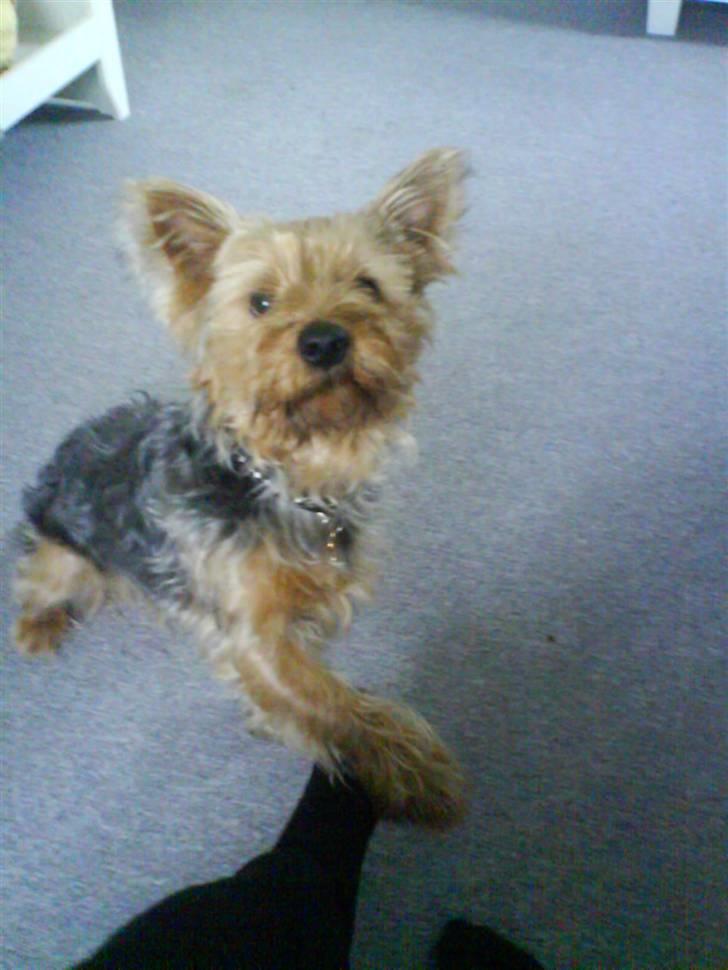 Yorkshire terrier Kurt billede 9